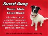 adoptable Dog in  named Forrest Gump