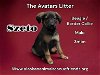 adoptable Dog in , AK named Szeto