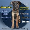 adoptable Dog in , AK named Sveto