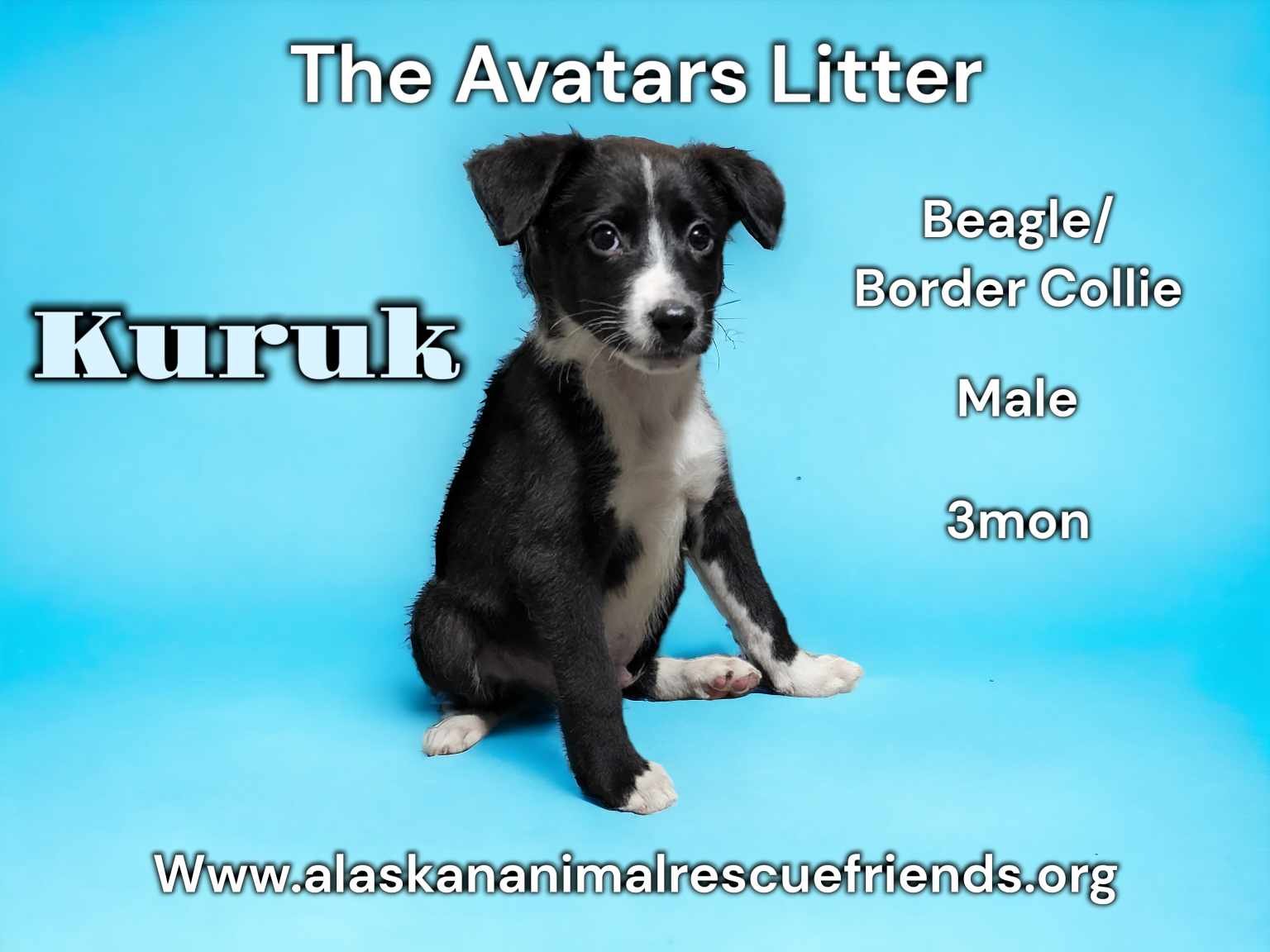 adoptable Dog in Anchorage, AK named Kuruk