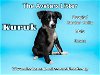 adoptable Dog in , AK named Kuruk