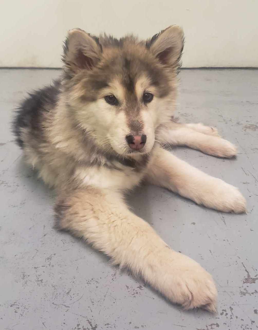 adoptable Dog in Anchorage, AK named Chum