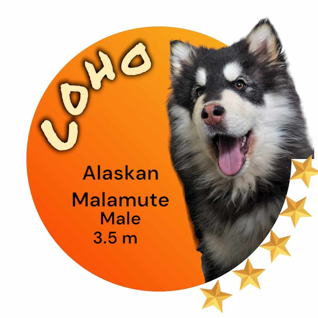 Dog For Adoption Coho A Alaskan Malamute In Lakes AK Alpha Paw dog-for-adoption-coho-a-alaskan-malamute-in-lakes-ak-alpha-paw
