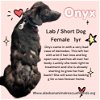 adoptable Dog in , AK named Onyx