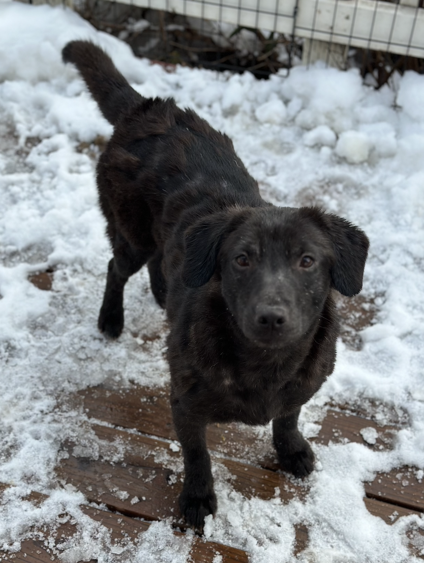 adoptable Dog in Anchorage, AK named Onyx