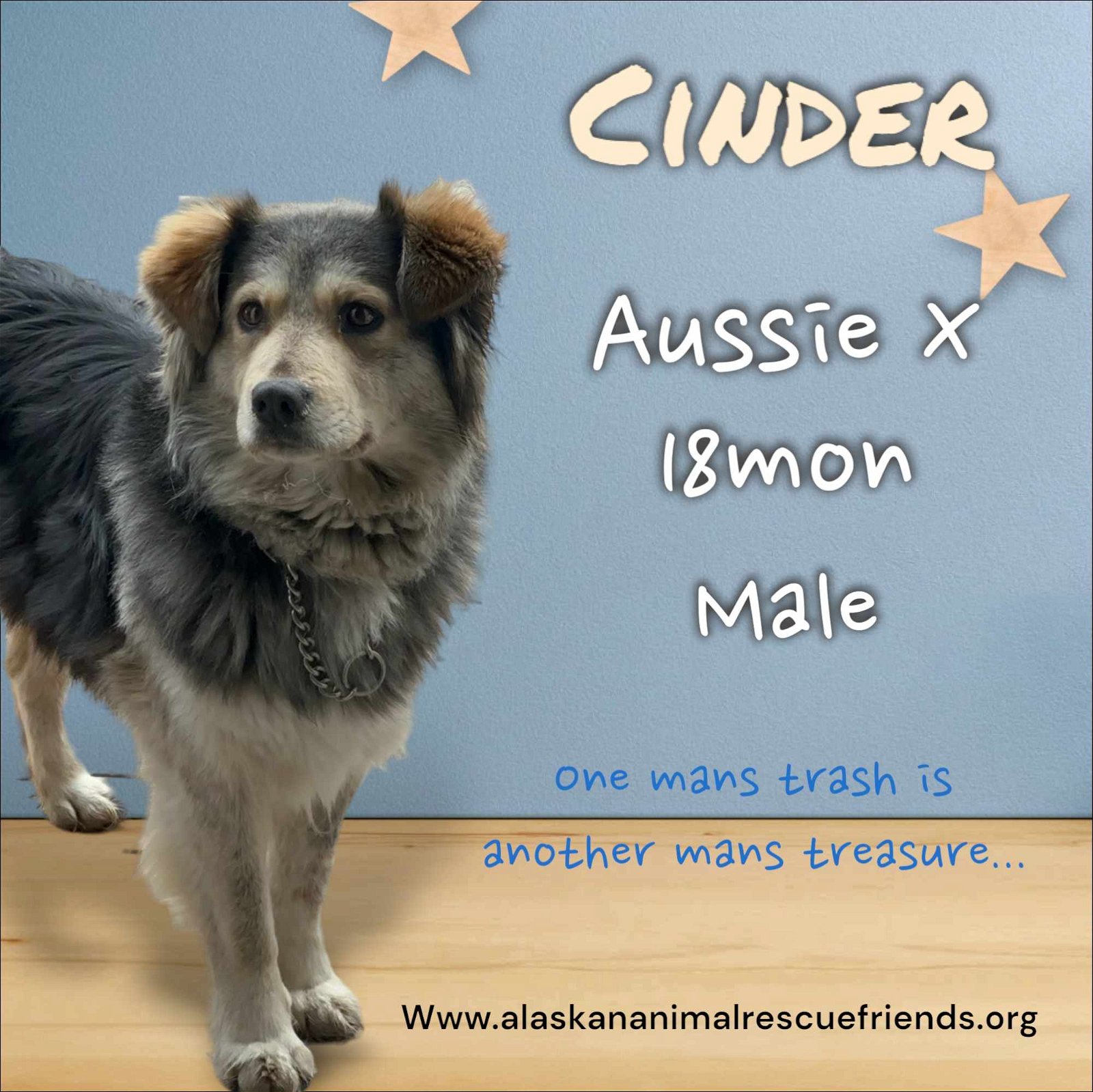 adoptable Dog in Anchorage, AK named Cinder