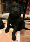 adoptable Dog in anchorage, AK named Young Sheldon Litter