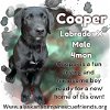 adoptable Dog in , AK named Young Sheldon Litter