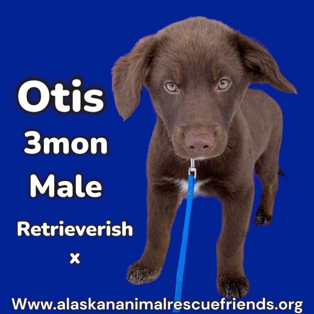 adoptable Dog in Anchorage, AK named Otis
