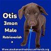 adoptable Dog in , AK named Otis