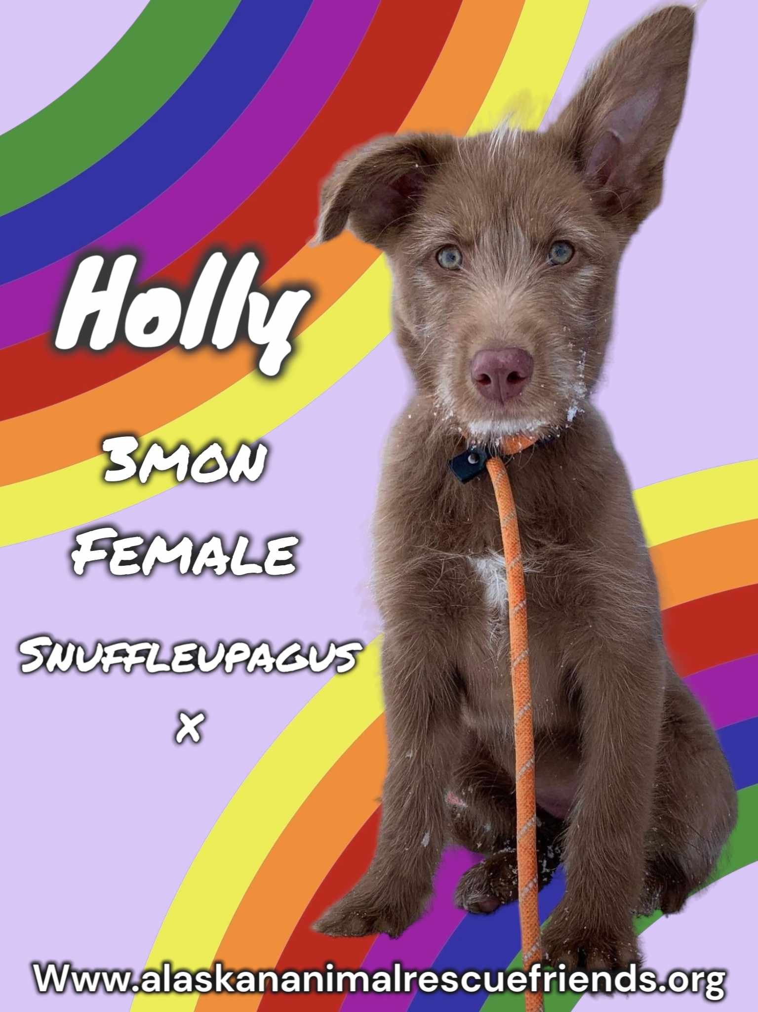 adoptable Dog in Anchorage, AK named Holly