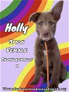 adoptable Dog in  named Holly