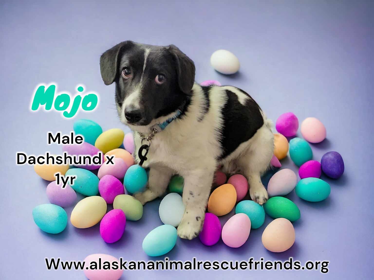 adoptable Dog in Anchorage, AK named Mojo