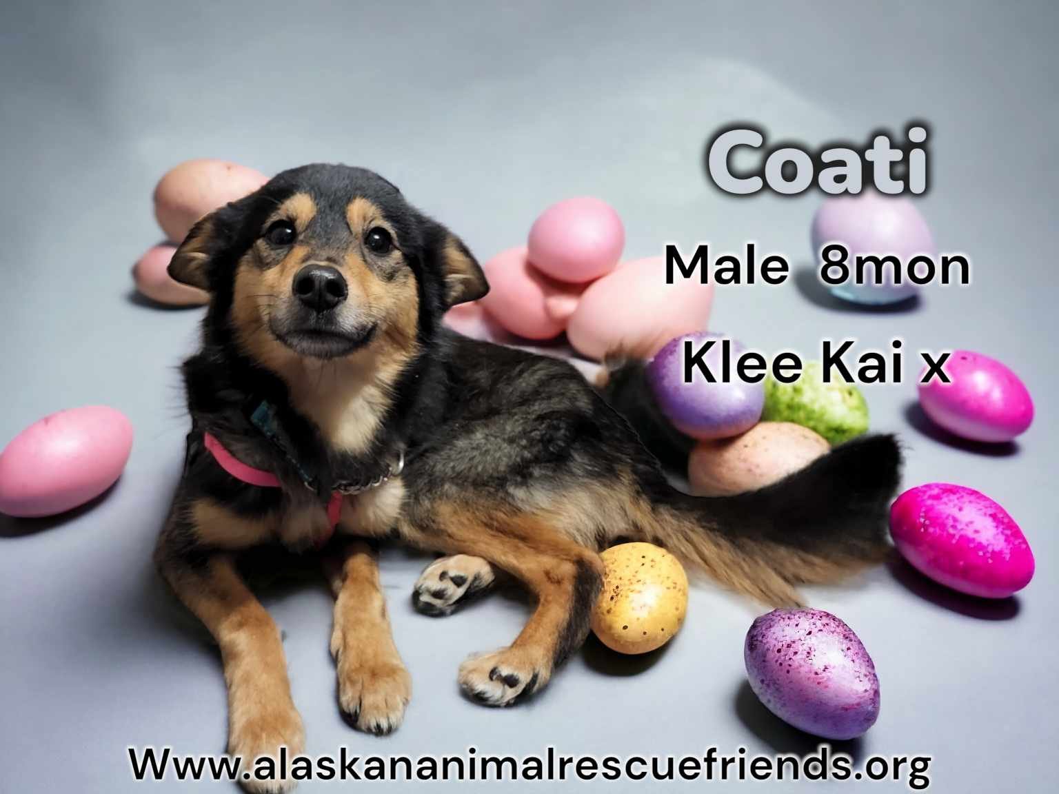adoptable Dog in Anchorage, AK named Coati
