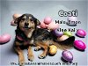 adoptable Dog in  named Coati