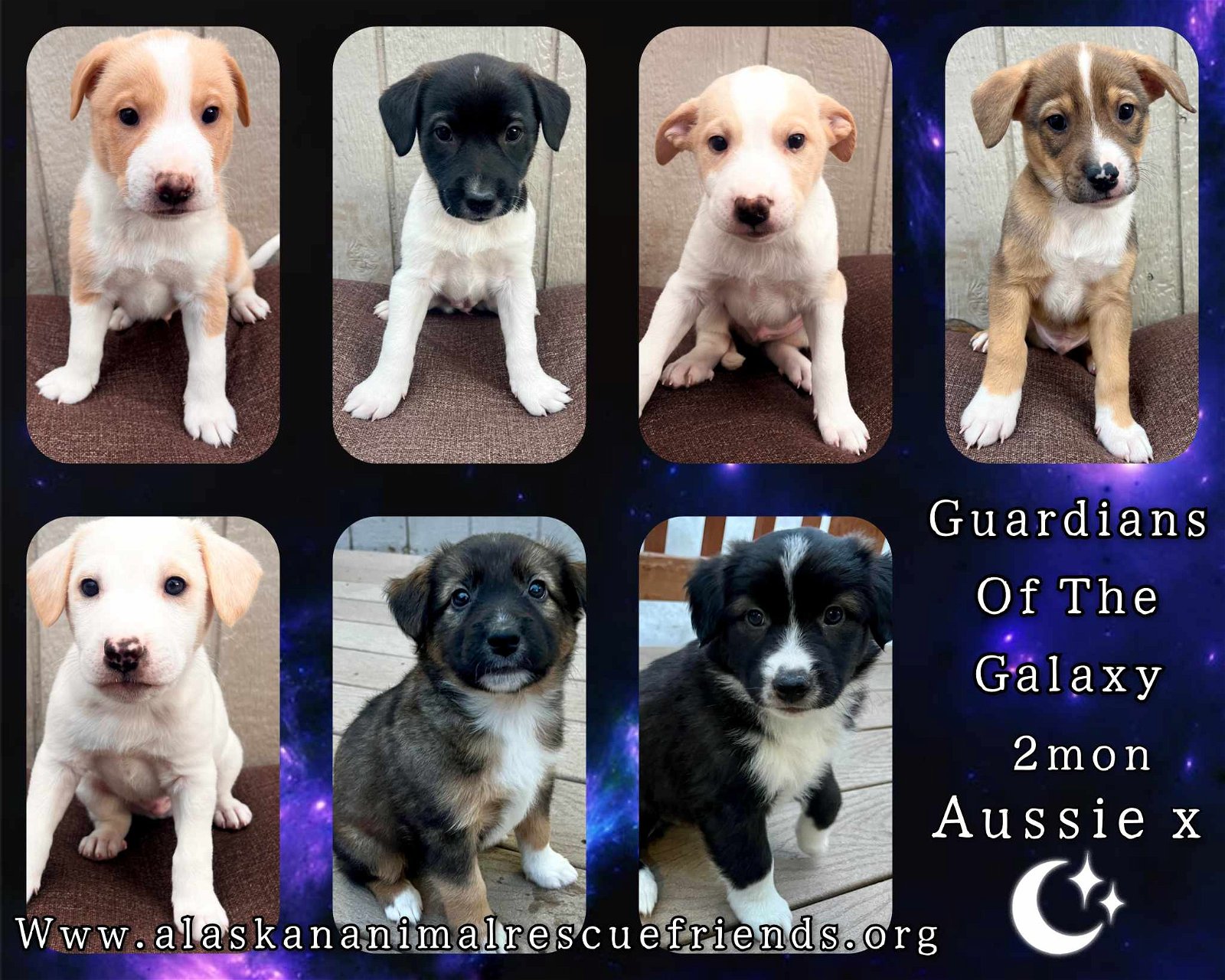 adoptable Dog in Anchorage, AK named Guardians of the Galaxy Litter