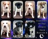 adoptable Dog in , AK named Guardians of the Galaxy Litter
