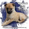 adoptable Dog in  named Quint