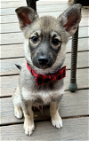 adoptable Dog in , AK named Quint