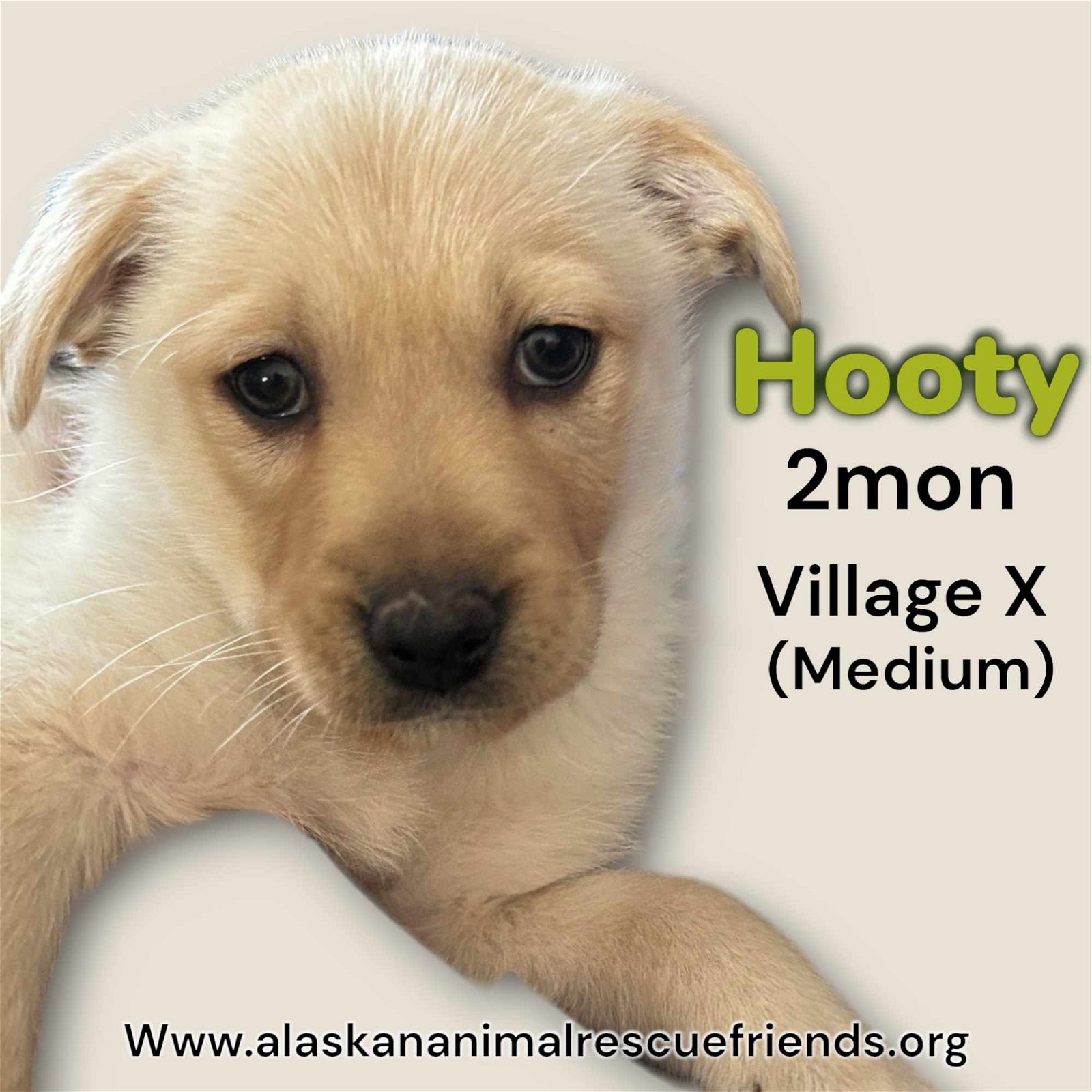 adoptable Dog in Anchorage, AK named Hooty