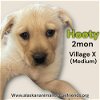 adoptable Dog in anchorage, AK named Hooty