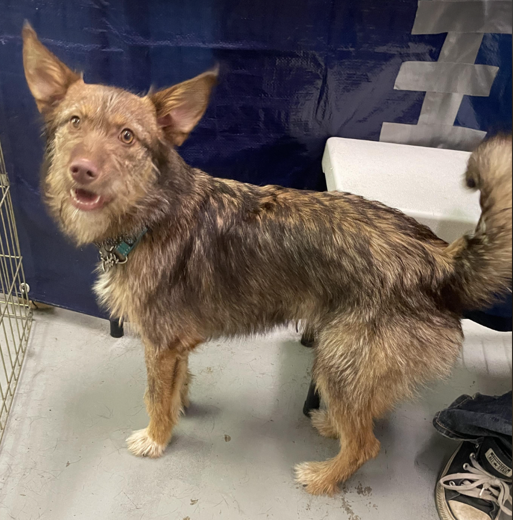 adoptable Dog in Anchorage, AK named Finnegan