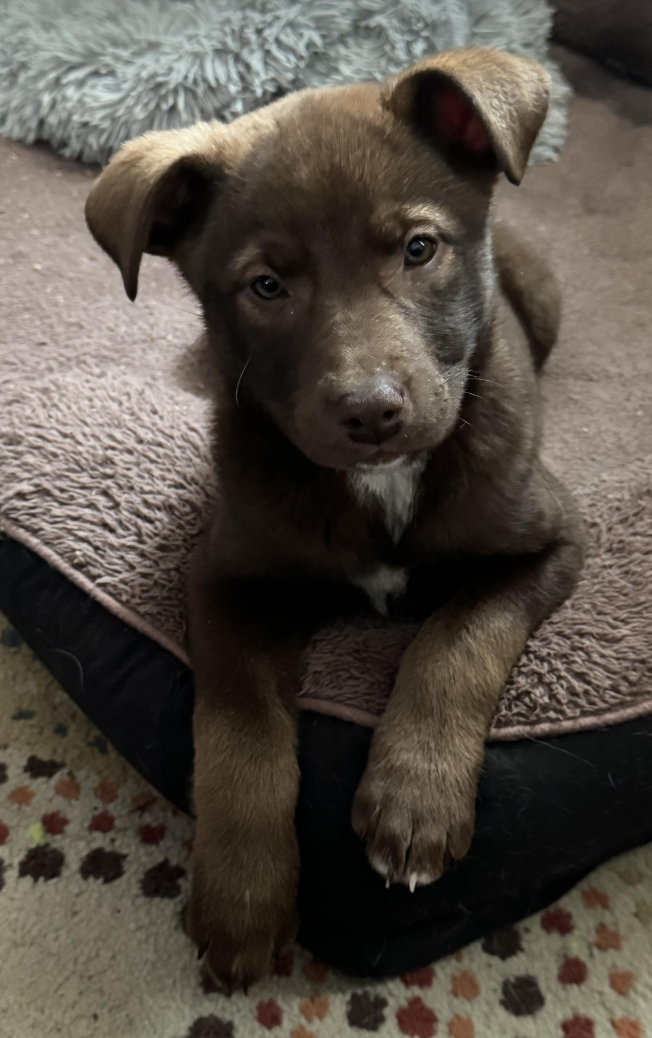 adoptable Dog in Anchorage, AK named Ginger