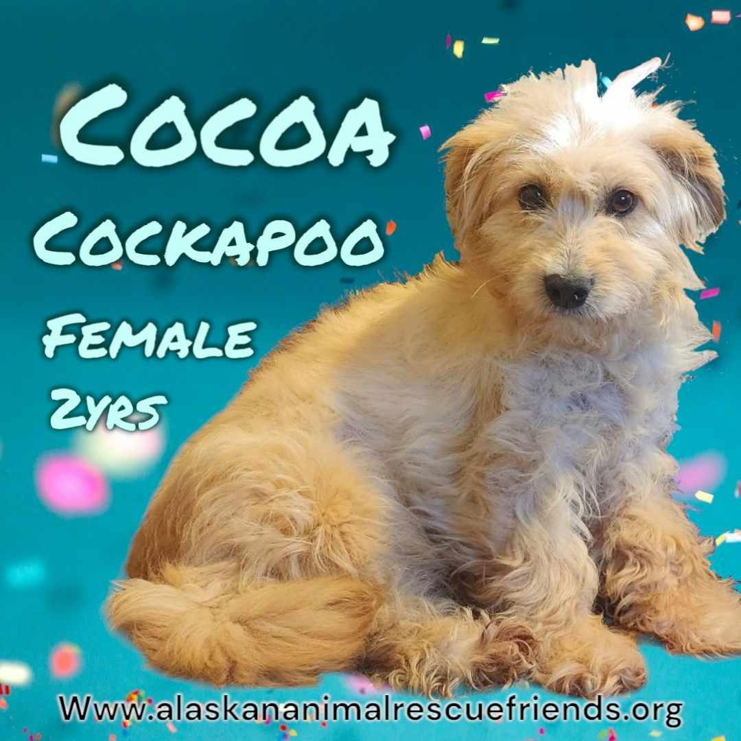 adoptable Dog in Anchorage, AK named Cocoa