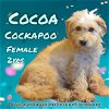 adoptable Dog in , AK named Cocoa