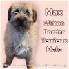 adoptable Dog in anchorage, AK named Max