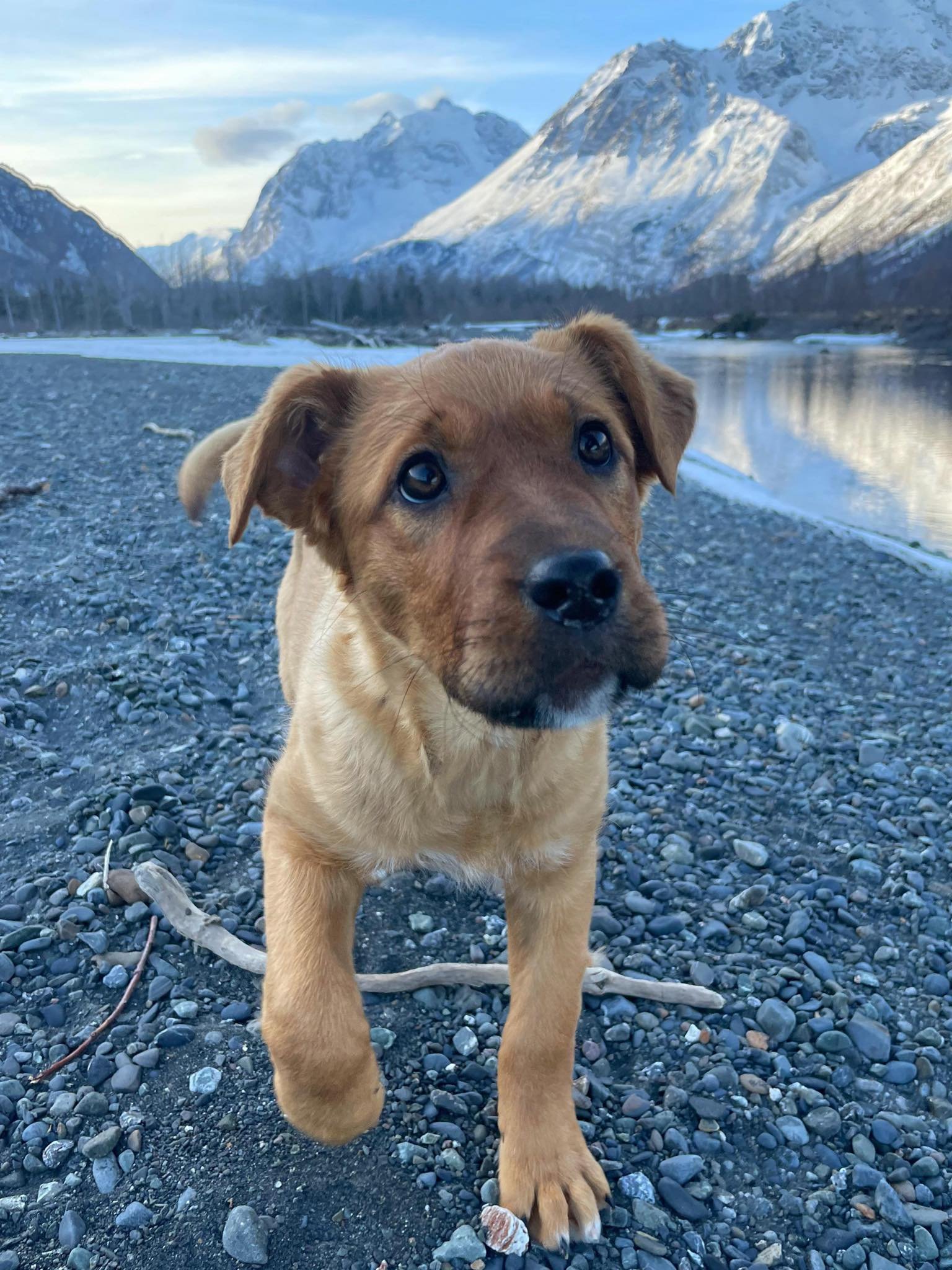 adoptable Dog in Anchorage, AK named Uma