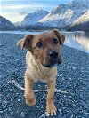 adoptable Dog in , AK named Uma