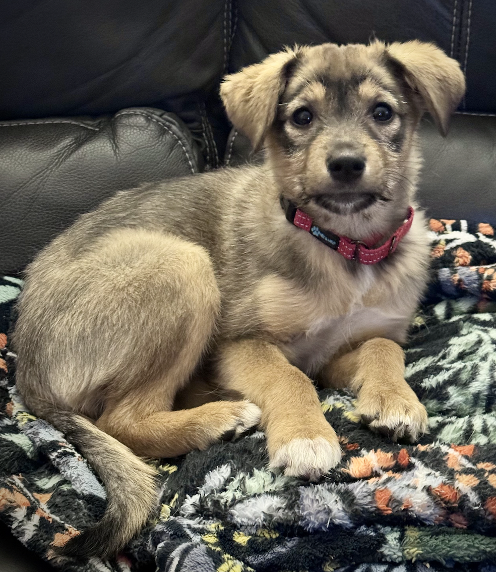adoptable Dog in Anchorage, AK named Skye