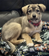 adoptable Dog in anchorage, AK named Skye
