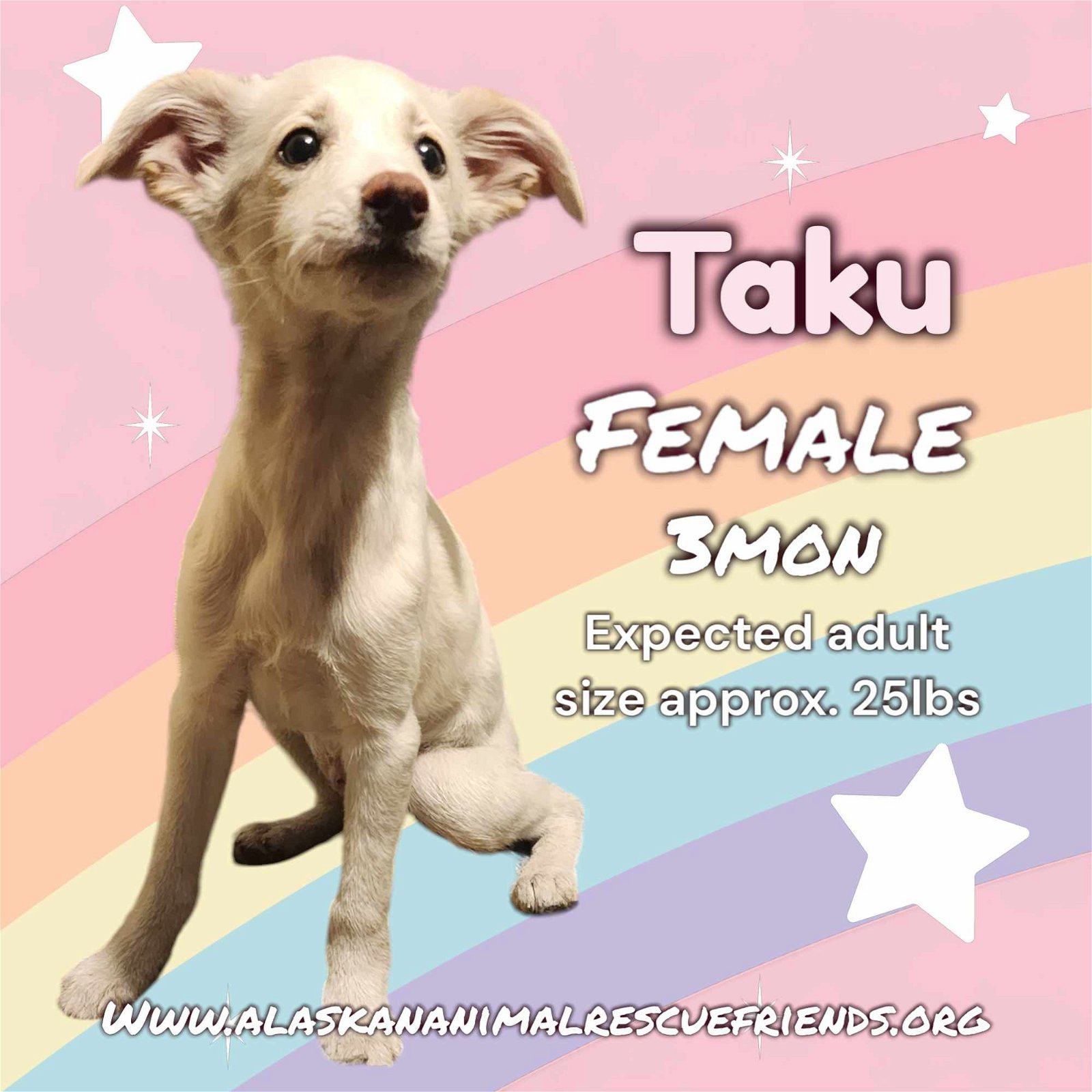 adoptable Dog in Anchorage, AK named Taku
