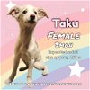 adoptable Dog in anchorage, AK named Taku
