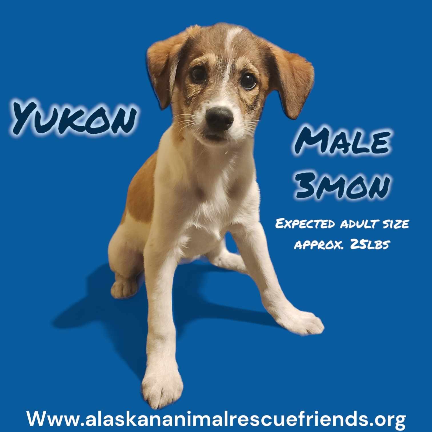 adoptable Dog in Anchorage, AK named Yukon