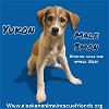 adoptable Dog in , AK named Yukon