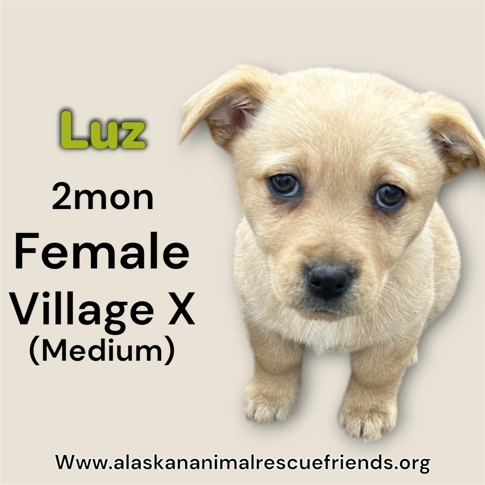 adoptable Dog in Anchorage, AK named Luz