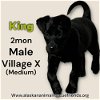 adoptable Dog in , AK named King