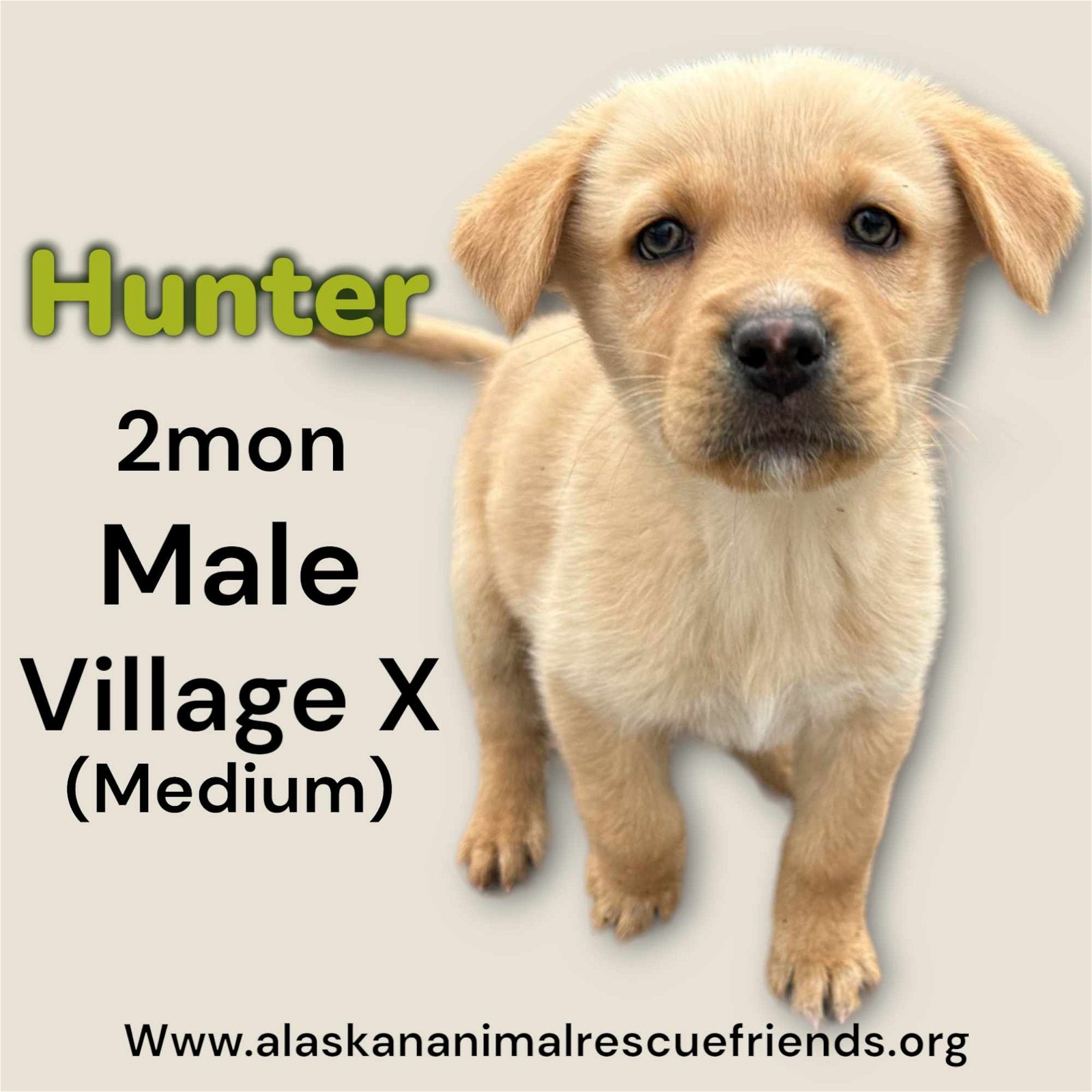 adoptable Dog in Anchorage, AK named Hunter