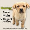 adoptable Dog in , AK named Hunter