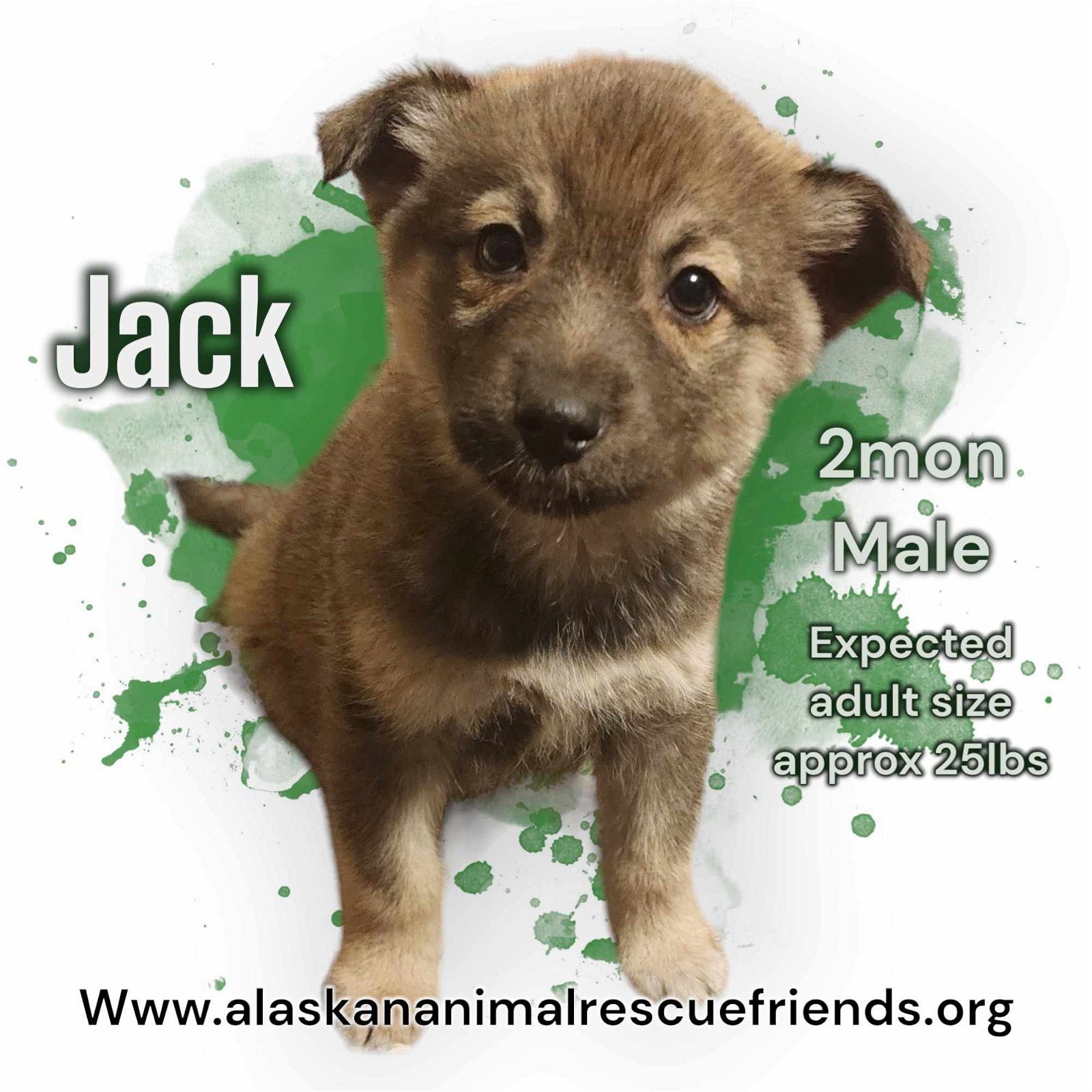 adoptable Dog in Anchorage, AK named Jack