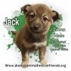 adoptable Dog in , AK named Jack