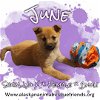 adoptable Dog in , AK named June