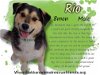 adoptable Dog in anchorage, AK named Rio