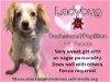 adoptable Dog in anchorage, AK named Ladybug