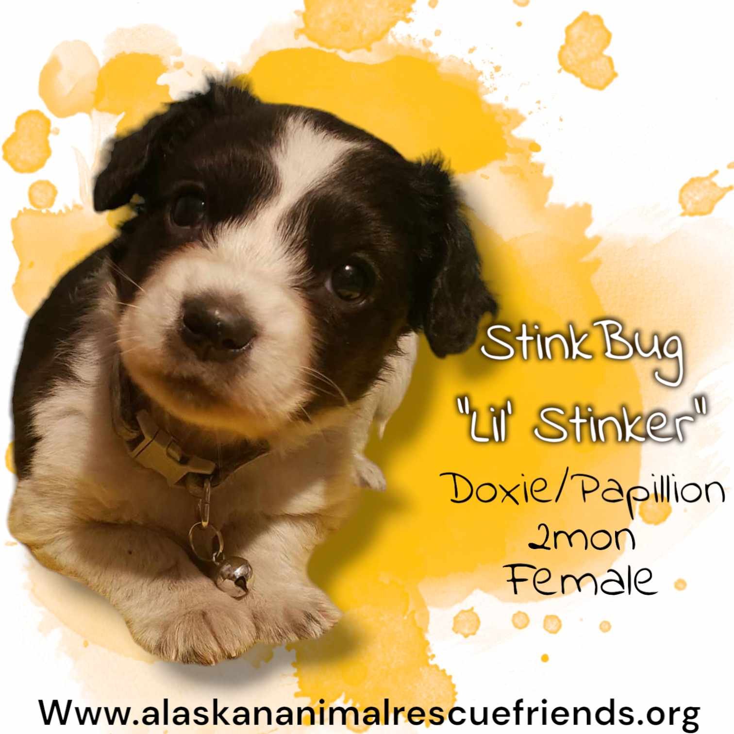adoptable Dog in Anchorage, AK named Stink Bug