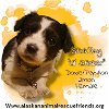 adoptable Dog in anchorage, AK named Stink Bug