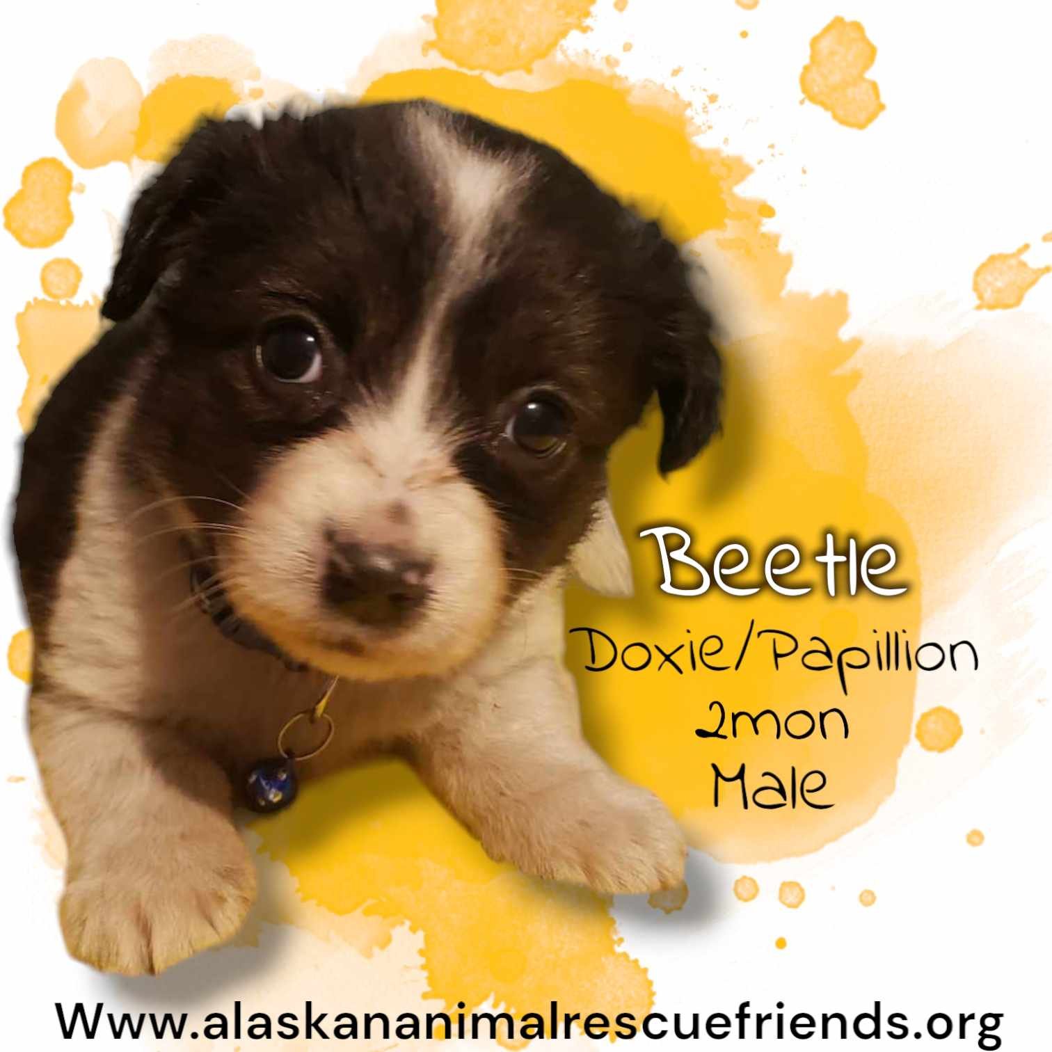 adoptable Dog in Anchorage, AK named Beetle